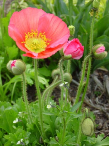 Red Poppy