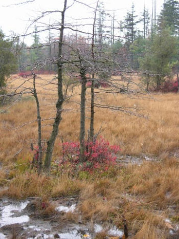 Spruce Flats Bog